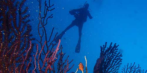 Las profundidades marinas de las islas Columbretes cobijan gran riqueza de hábitats y especies 