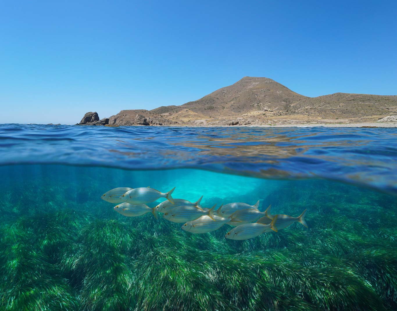 El programa de ciencia ciudadana marina llega a Andalucía