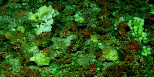 Descubiertas tres especies de esponjas nuevas para la ciencia en los montes submarinos del Canal de Mallorca