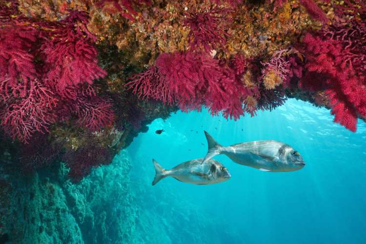 Reforzamos la cooperación con las CCAA para alcanzar el 30% de áreas marinas protegidas en 2030
