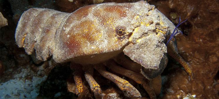 Cigarra de mar, el misterioso crustáceo de las cuevas submarinas