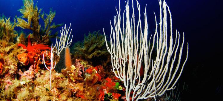Las gorgonias, abanicos de mar en el Mediterráneo y el Atlántico