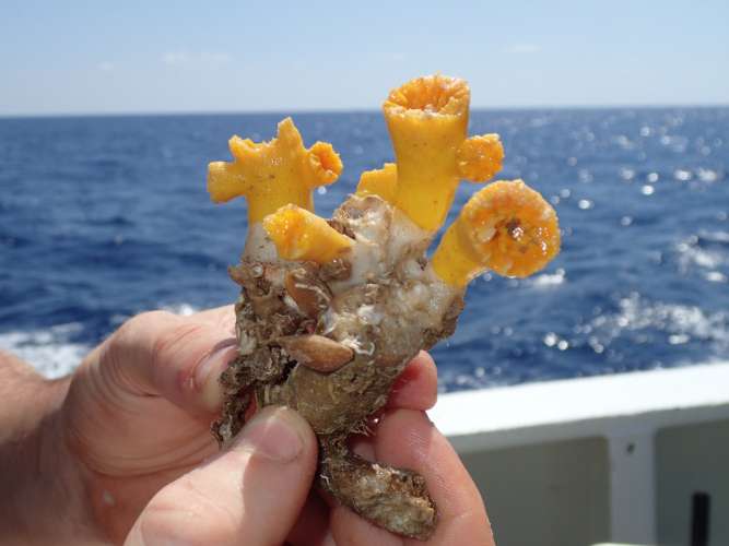 Hallada una gran diversidad de corales en el sureste español  