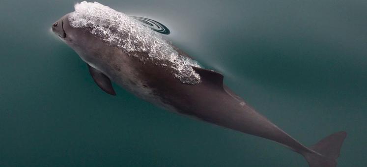 La marsopa, el cetáceo más pequeño del Atlántico norte