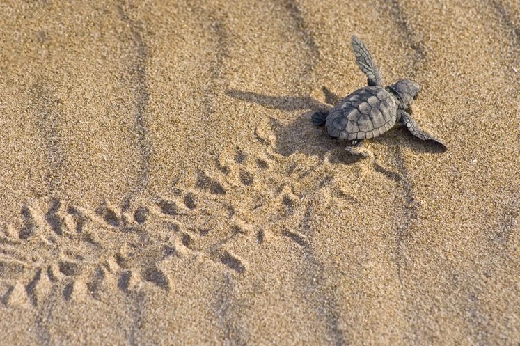 Avances en la protección de las anidaciones de tortugas en nuestras playas