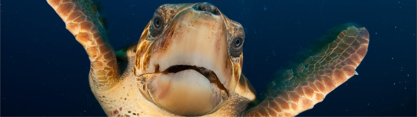 TOWARDS A NEW MANAGEMENT MODEL FOR MARINE PROTECTED AREAS