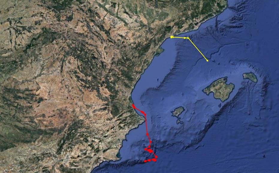 Estudiamos vía satélite dos tortugas marinas que anidaron en playas de Cataluña y Valencia