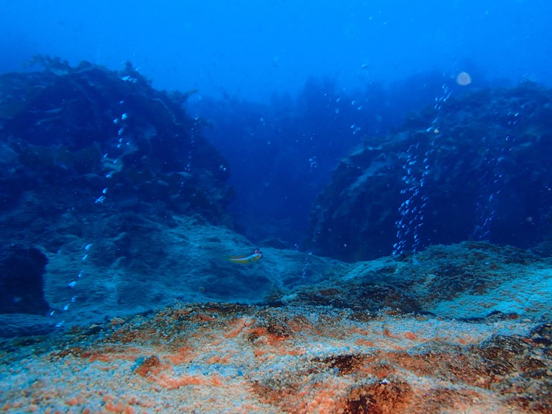 Comunidades bacterianas y gases burbujeantes en las aguas de las islas Columbretes 