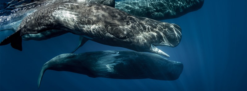 Navegando hacia el 30% de protección de nuestros mares en 2030