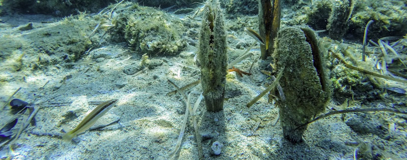 Investigaciones recientes del LIFE INTEMARES constatan que el Mar Menor es un refugio para la nacra