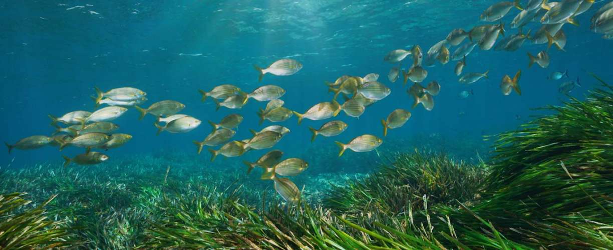 Alineados con las prioridades nacionales e internacionales en conservación marina