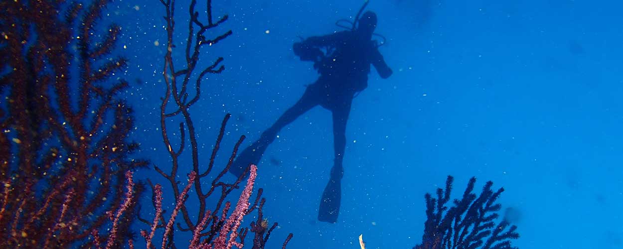 Las profundidades marinas de las islas Columbretes cobijan gran riqueza de hábitats y especies
