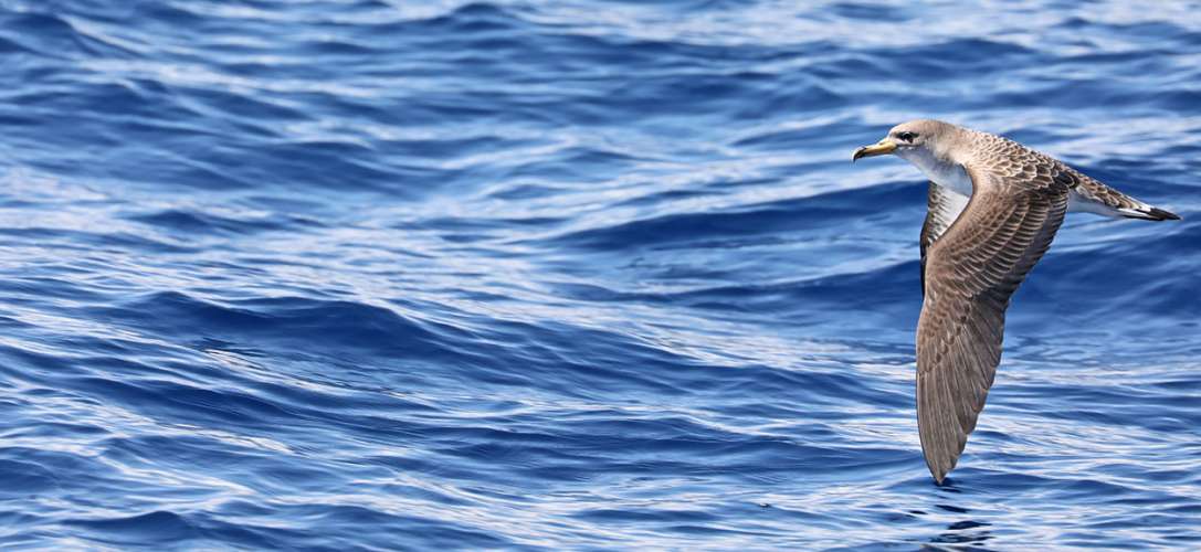 Identificadas cerca de 2.000 especies en espacios marinos protegidos del este de Canarias