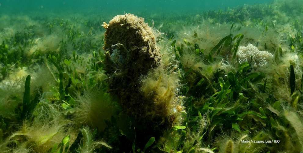 Nueva campaña para estudiar las poblaciones de nacra del Mar Menor