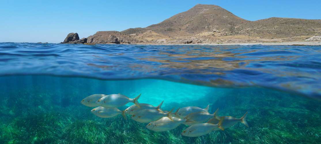 El programa de ciencia ciudadana marina llega a Andalucía