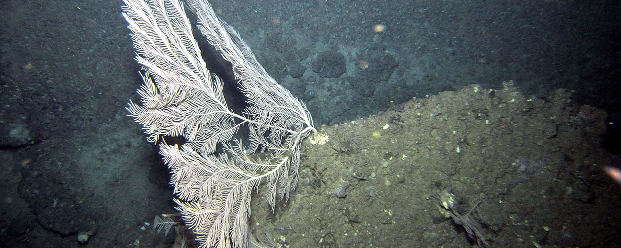 Iniciamos una nueva campaña para evaluar los efectos de la pesca de arrastre en hábitats vulnerables del golfo de Cádiz