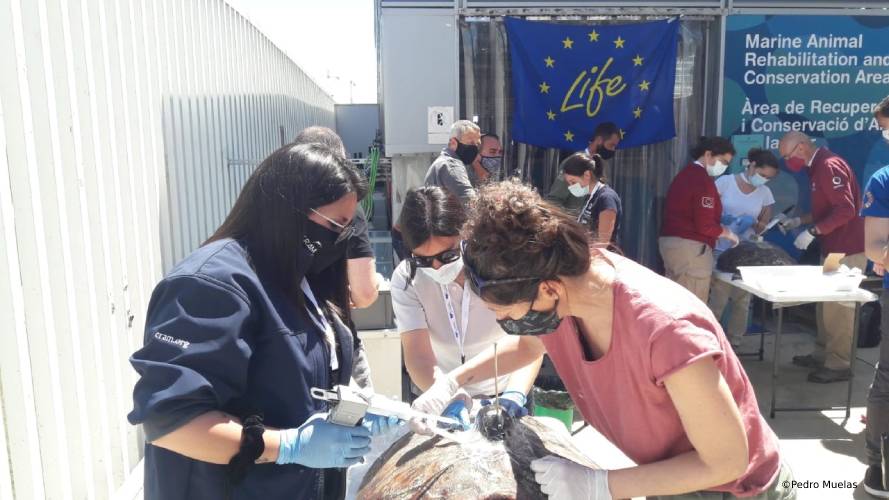 Ponemos en marcha un curso de formación sobre marcaje de tortuga boba para asegurar la supervivencia de sus nidos