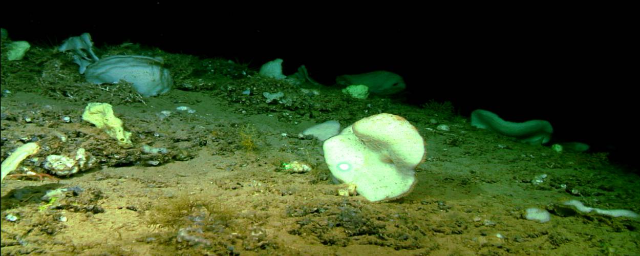 Descubiertas tres especies de esponjas nuevas para la ciencia en los montes submarinos del Canal de Mallorca