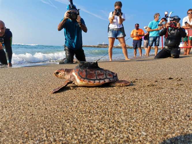 Liberadas 10 crías de tortuga boba marcadas para su seguimiento en Cataluña y Andalucía