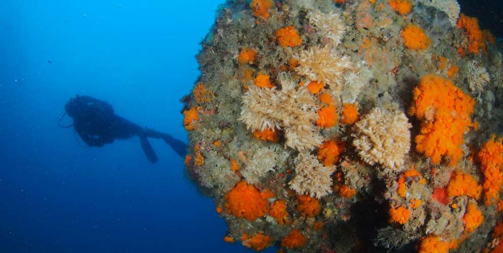 Más de 300 proyectos contribuyen a alcanzar los objetivos del LIFE INTEMARES