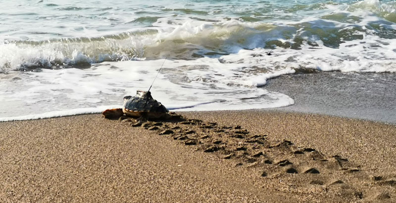 2021, un año de importantes avances en el proyecto LIFE INTEMARES