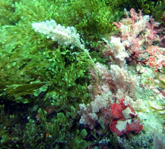 Constatamos la presencia de dos algas invasoras en aguas de Almería