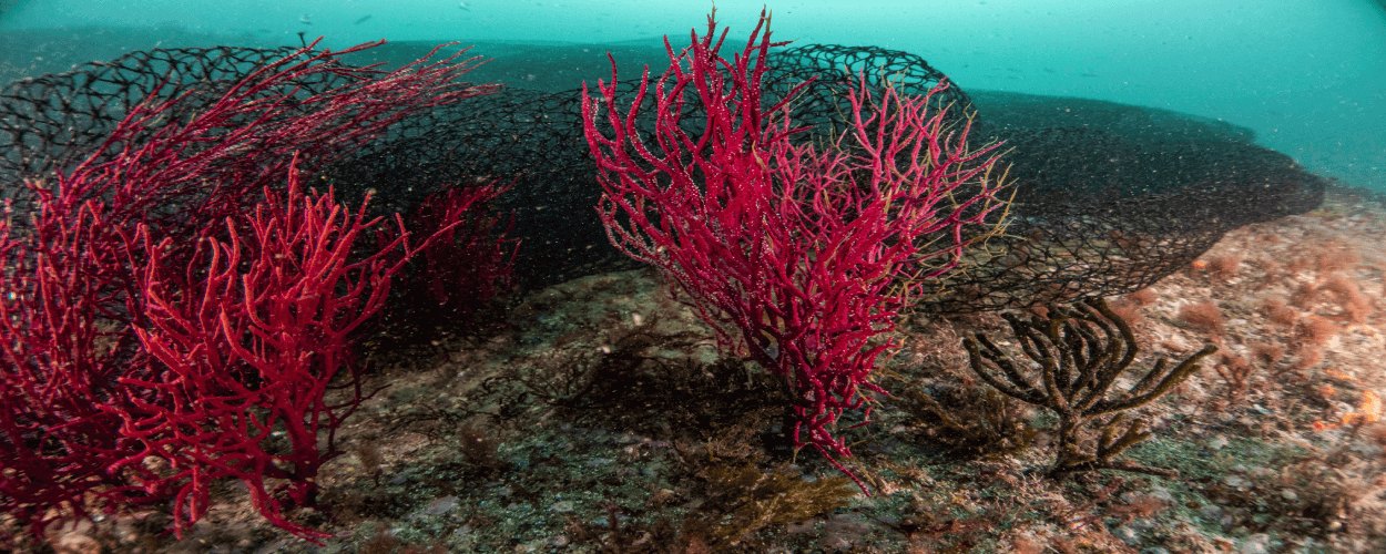 Nuevas herramientas para facilitar la localización y gestión de los artes de pesca perdidos y abandonados